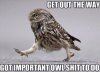 Important Owl.jpg