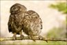 owls.jpg